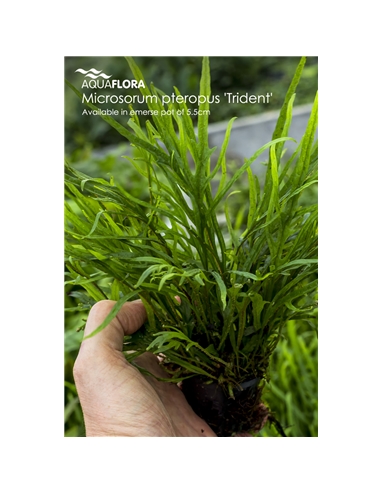 Microsorum pteropus Trident - 2101654