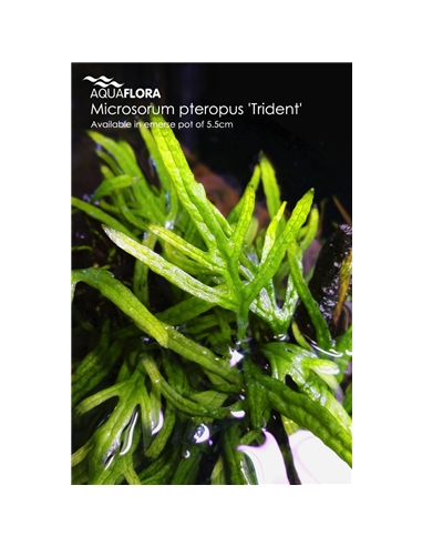 Microsorum pteropus Trident - 2101654