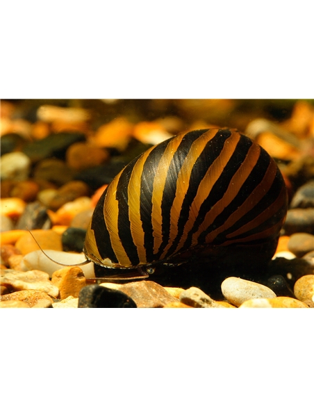 Caracol Zebra - 2102641
