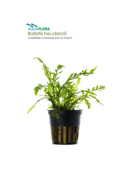 Bolbitis heudelotii - 2101550
