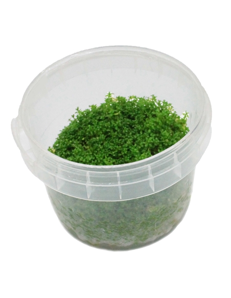 Hemianthus callitrichoides Cuba In Vitro Cup - 2101500