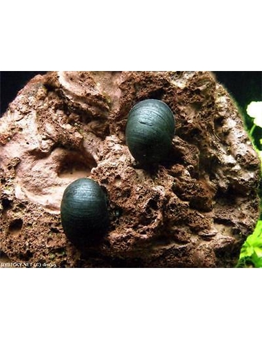 NERITINA MILITARI SNAIL - 2102617