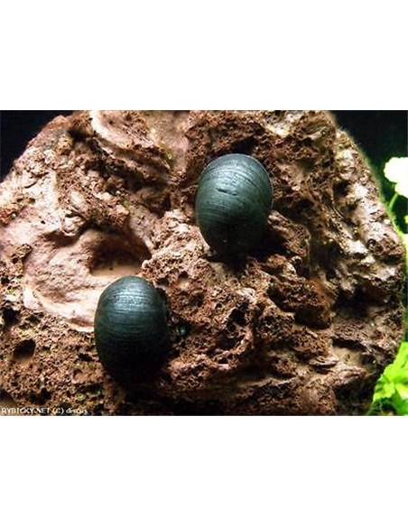 NERITINA MILITARI SNAIL - 2102617
