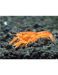 CAMBARELUS PATZCUARENSIS - 2103798