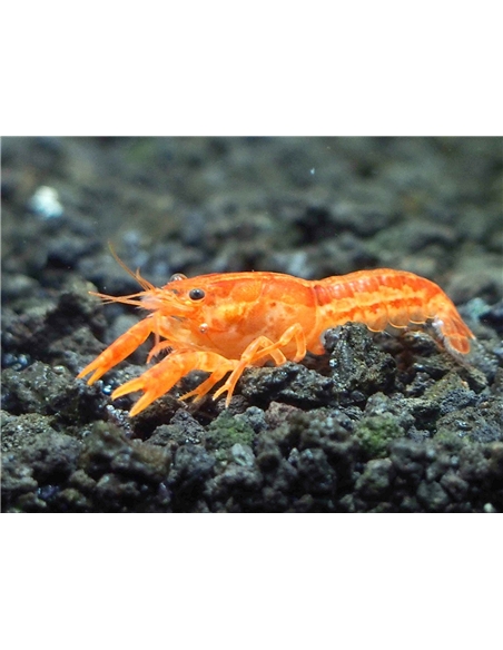 CAMBARELUS PATZCUARENSIS - 2103798