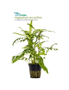 Hygrophyla pinnatifida - 2101628 2