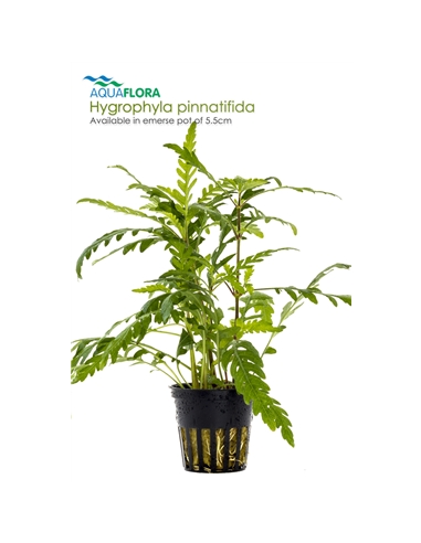Hygrophyla pinnatifida - 2101628