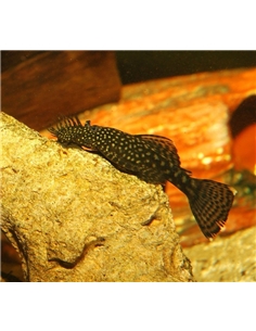 Ancistrus sp. - 2100605