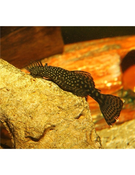 Ancistrus sp. - 2100605