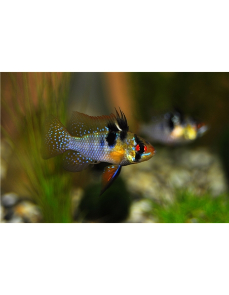 Ramirezi Azul - MICROGEOPHAGUS RAMIREZI - 2100608