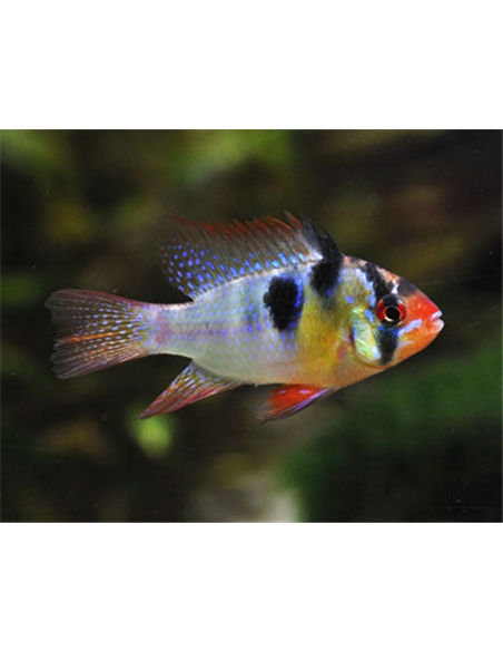 Ramirezi Azul - MICROGEOPHAGUS RAMIREZI - 2100608