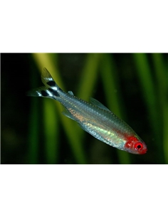 Peixe Bêbado / Cabeça de Sangue - HEMIGRAMMUS BLEHERI