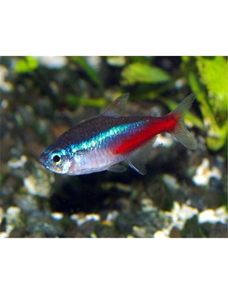 Tetra Neon Azul - PARACHEIRODON INNESI - 2100618