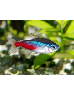 Tetra Neon Azul - PARACHEIRODON INNESI - 2100618 2