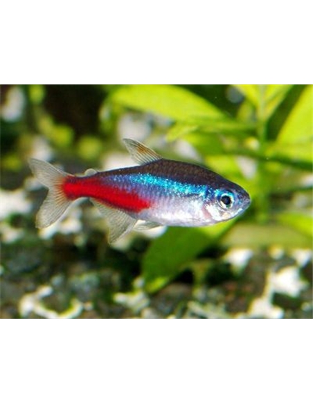 Tetra Neon Azul - PARACHEIRODON INNESI - 2100618