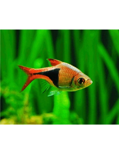 Rasbora Harlequim - 2100629