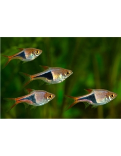 Rasbora Harlequim - 2100629 2