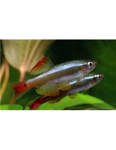Tanichtys albonubes - Falso Neon - 2100679