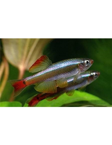 Tanichtys albonubes - Falso Neon - 2100679