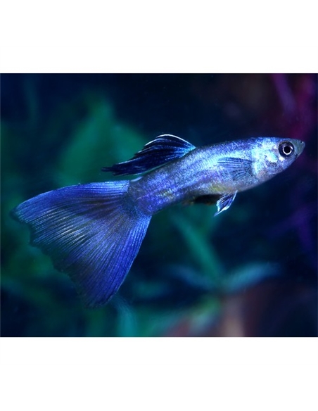 Guppy Blue Moscow - 2100719