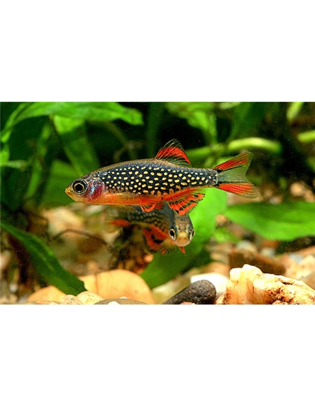 Rasbora Galaxy - DANIO MARGARITATUS - 2100952