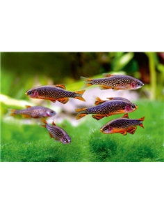 Rasbora Galaxy - DANIO MARGARITATUS - 2100952 2
