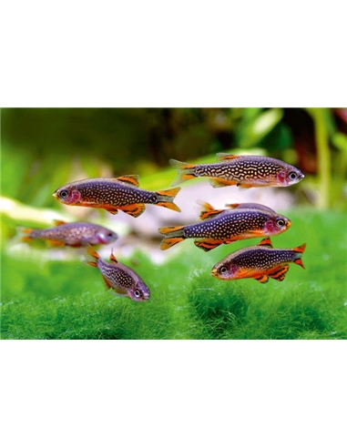 Rasbora Galaxy - DANIO MARGARITATUS - 2100952