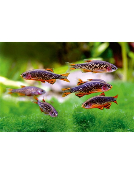 Rasbora Galaxy - DANIO MARGARITATUS - 2100952