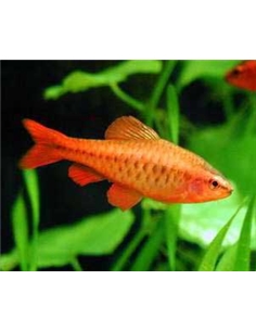 Barbo Cereja - CAPOETA TITTEYA - 2101122