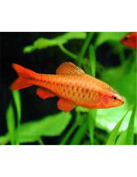 Barbo Cereja - CAPOETA TITTEYA - 2101122