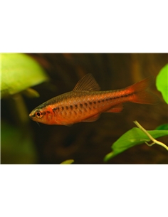 Barbo Cereja - CAPOETA TITTEYA - 2101122 2