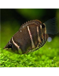 Gourami Chocolate - Sphaeichthys Osphromenoides - 2101776