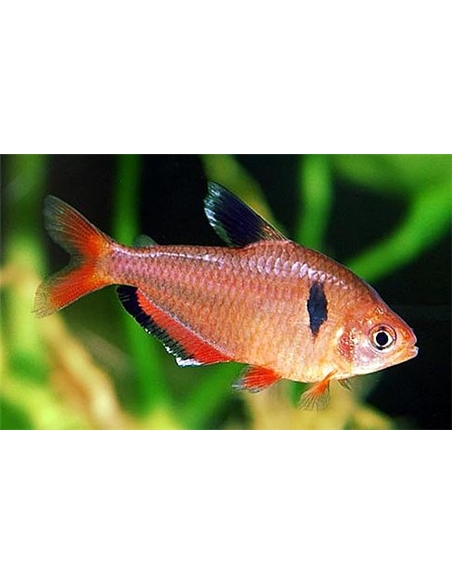 Tetra Serpae - Hypressobrycon Serpae - 2100912