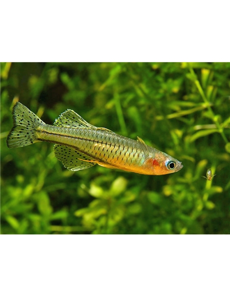 Pseudomugil gertrudae - 2100949