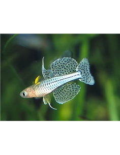 Pseudomugil gertrudae - 2100949 2