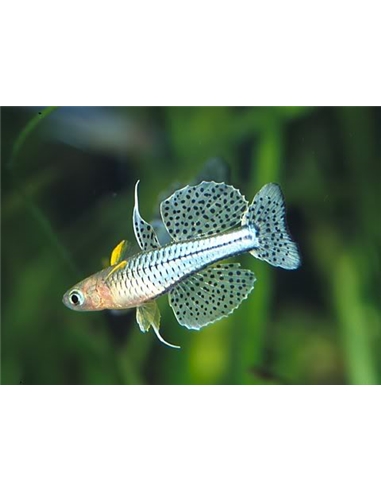 Pseudomugil gertrudae - 2100949