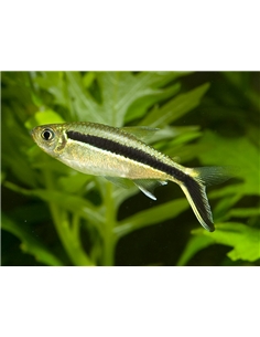 Tetra Pinguim - Thayeria Boehlkei - 2101123