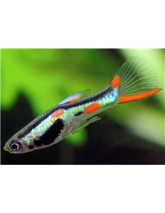Guppy Endler - 2101875
