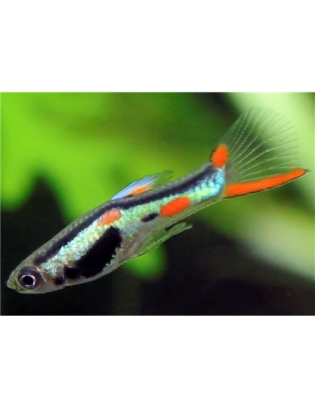 Guppy Endler - 2101875 Guppy Endler - 2101875