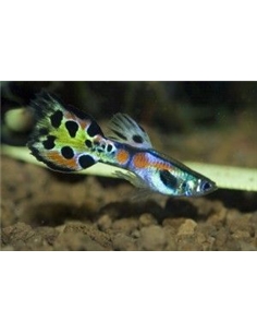 Guppy Endler - 2101875 2