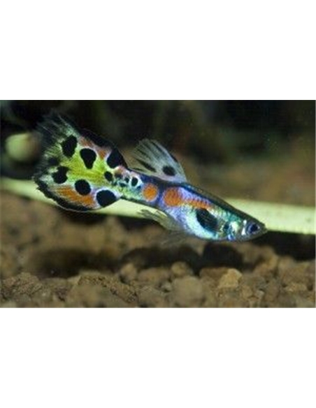 Guppy Endler - 2101875 Guppy Endler - 2101875