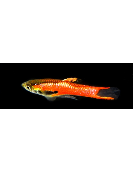 Guppy Endler - 2101875 Guppy Endler - 2101875