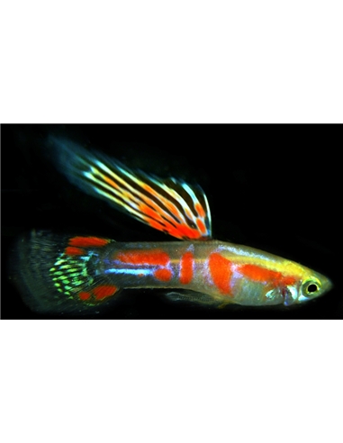 Guppy Endler - 2101875