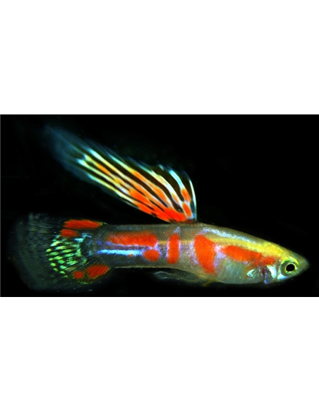 Guppy Endler - 2101875 Guppy Endler - 2101875