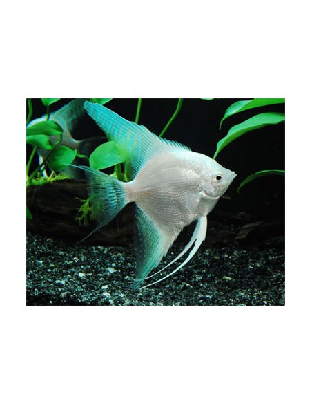 Escalar Platinum - 2100941