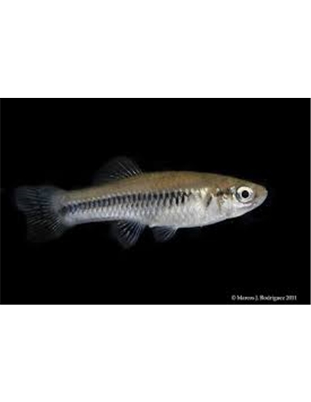 Guppy Endler - 2101875 Guppy Endler - 2101875