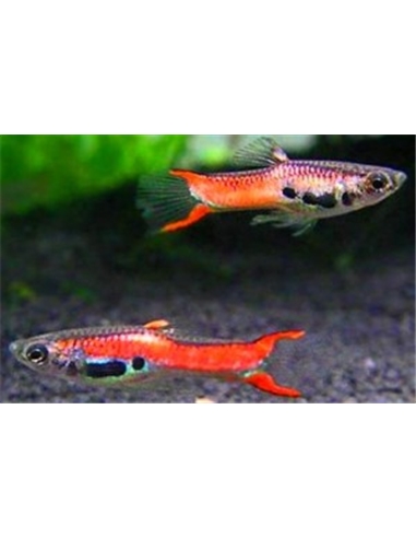 Guppy Endler - 2101875
