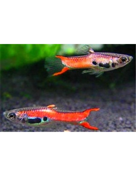 Guppy Endler - 2101875 Guppy Endler - 2101875