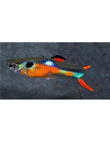 Guppy Endler - 2101875