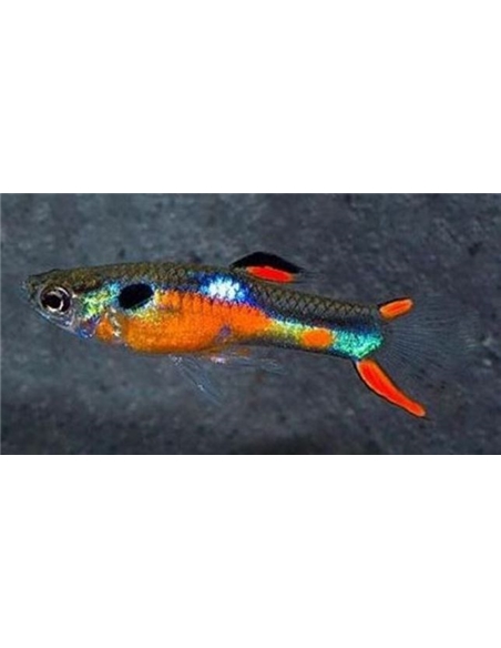 Guppy Endler - 2101875 Guppy Endler - 2101875